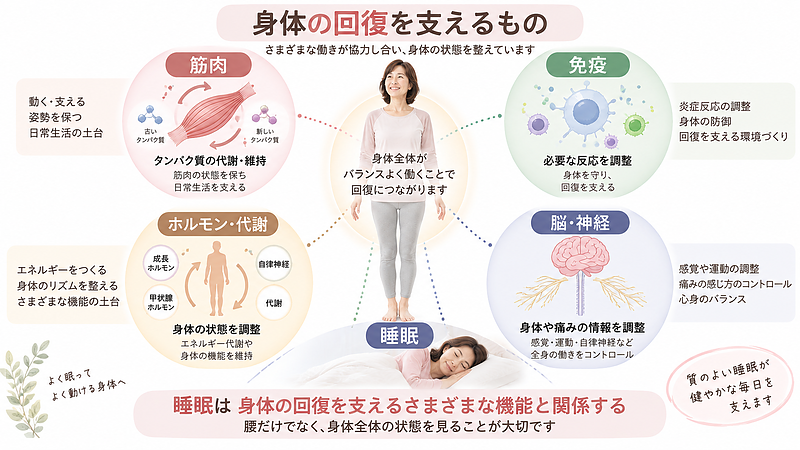 身体の回復には、筋肉・免疫・ホルモン・脳や神経など複数の働きが関係しており、睡眠はそれらを支える重要な要素の一つです。 身体の回復には、筋肉・免疫・ホルモン・脳や神経など複数の働きが関係しており、睡眠はそれらを支える重要な要素の一つです。