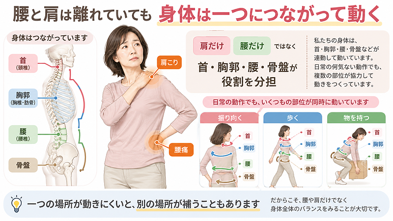 腰痛と肩こりは別々に見えても、身体を動かす際には首・胸郭・腰・骨盤などが連動しています。一つの場所が動きにくいと、別の場所が動きを補うことがあります。 腰痛と肩こりは別々に見えても、身体を動かす際には首・胸郭・腰・骨盤などが連動しています。一つの場所が動きにくいと、別の場所が動きを補うことがあります。