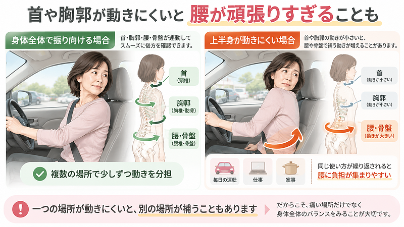 首や胸郭の動きが小さいと、振り向く動作などで腰や骨盤が不足した動きを補うことがあります。毎日の運転や仕事で同じ使い方が続くと、腰に負担が集まりやすくなる場合があります。 首や胸郭の動きが小さいと、振り向く動作などで腰や骨盤が不足した動きを補うことがあります。毎日の運転や仕事で同じ使い方が続くと、腰に負担が集まりやすくなる場合があります。