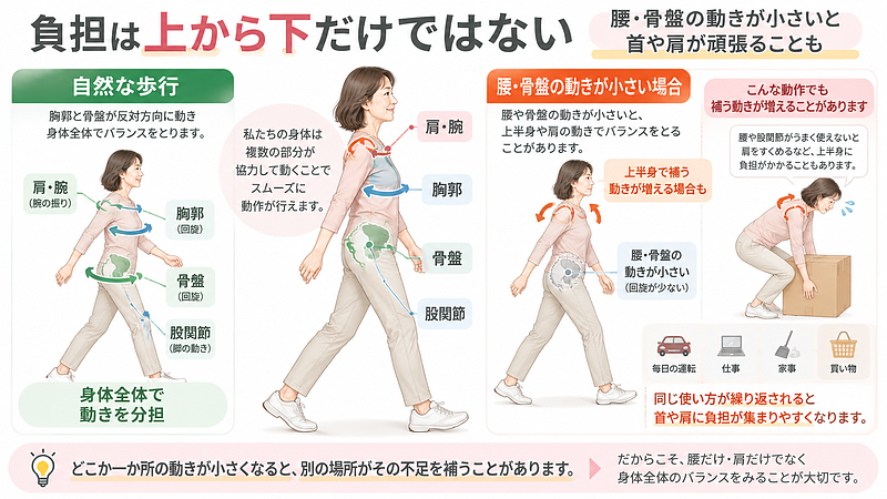 腰や骨盤周辺の動きが小さいと、歩行や物を持つ動作で上半身や肩が動きを補うことがあります。身体の負担は上から下だけでなく、下半身から上半身にも影響することがあります。 腰や骨盤周辺の動きが小さいと、歩行や物を持つ動作で上半身や肩が動きを補うことがあります。身体の負担は上から下だけでなく、下半身から上半身にも影響することがあります。