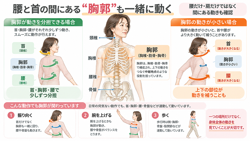 胸郭は首と腰の間にあり、振り向く・腕を上げる・歩くといった動作にも関わります。胸郭を含めて動きを確認することで、首や腰に負担が集中していないかを見ることができます。 胸郭は首と腰の間にあり、振り向く・腕を上げる・歩くといった動作にも関わります。胸郭を含めて動きを確認することで、首や腰に負担が集中していないかを見ることができます。