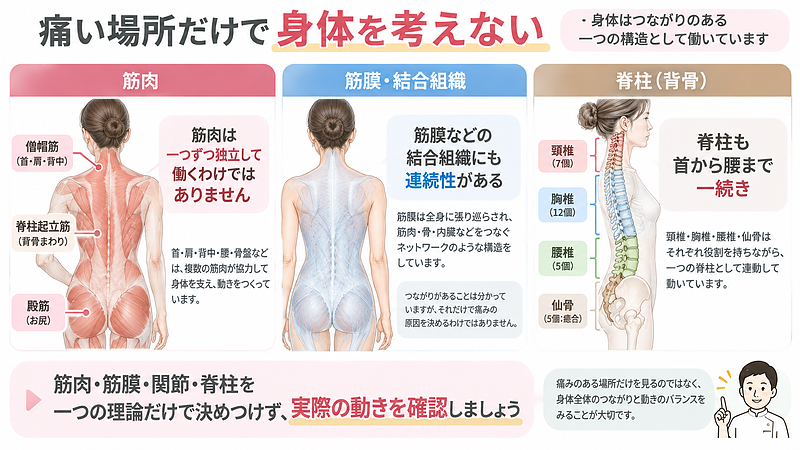 身体は筋肉・筋膜・関節・脊柱などが連続した構造として働いています。痛い場所だけで原因を決めつけず、身体全体のつながりと実際の動きを確認することが大切です。 身体は筋肉・筋膜・関節・脊柱などが連続した構造として働いています。痛い場所だけで原因を決めつけず、身体全体のつながりと実際の動きを確認することが大切です。