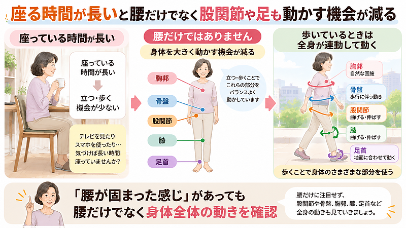 座って過ごす時間が長くなると、腰だけでなく股関節・骨盤・胸郭・膝・足首などを大きく動かす機会も減ります。腰が固まったように感じるときは、身体全体の動きも確認することが大切です。 座って過ごす時間が長くなると、腰だけでなく股関節・骨盤・胸郭・膝・足首などを大きく動かす機会も減ります。腰が固まったように感じるときは、身体全体の動きも確認することが大切です。