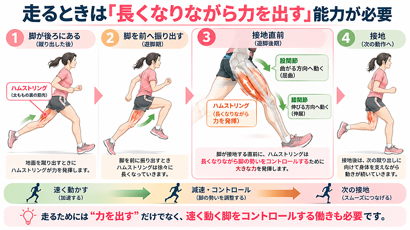 走行中のハムストリングは、力を出して脚を動かすだけでなく、接地前には長くなりながら脚の勢いをコントロールする役割も担います。走る動作では、加速だけでなく減速や次の接地につなげる働きも必要です。 走行中のハムストリングは、力を出して脚を動かすだけでなく、接地前には長くなりながら脚の勢いをコントロールする役割も担います。走る動作では、加速だけでなく減速や次の接地につなげる働きも必要です。