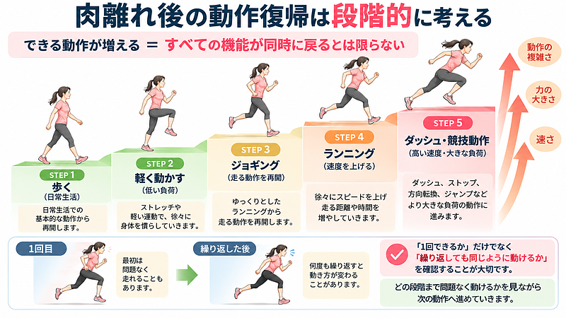 肉離れ後は、歩行からジョギング、ランニング、ダッシュへと動作の速度や負荷が変化します。一度できるかだけでなく、負荷の高い動作や繰り返した後でも同じように身体を使えるかを見ることが重要です。 肉離れ後は、歩行からジョギング、ランニング、ダッシュへと動作の速度や負荷が変化します。一度できるかだけでなく、負荷の高い動作や繰り返した後でも同じように身体を使えるかを見ることが重要です。