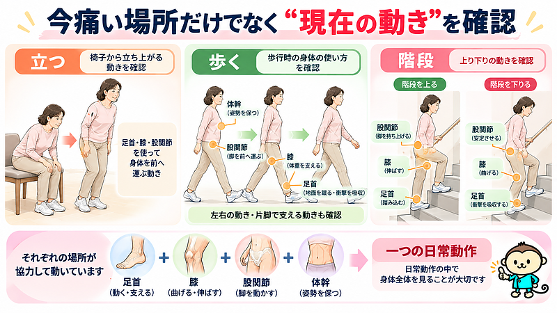 立つ・歩く・階段といった日常動作では、足首・膝・股関節・体幹が一緒に働きます。痛む場所だけを見るのではなく、現在どのように身体全体を使っているのかを確認することも大切です。 立つ・歩く・階段といった日常動作では、足首・膝・股関節・体幹が一緒に働きます。痛む場所だけを見るのではなく、現在どのように身体全体を使っているのかを確認することも大切です。