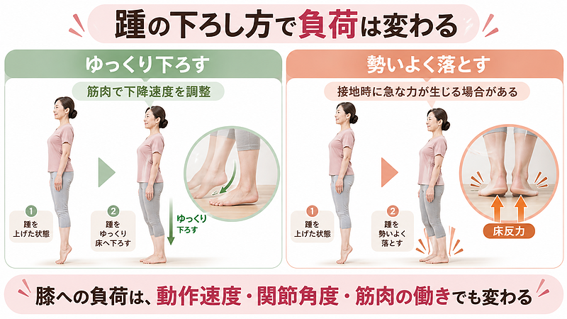 踵をゆっくり下ろす場合と勢いよく落とす場合では、床から受ける力や筋肉の働きが異なります。膝への負荷は動作の速さや関節の角度によっても変化します。