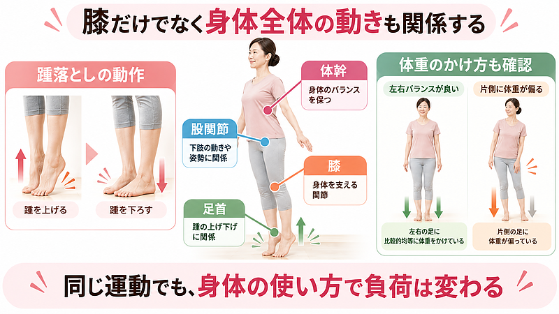 踵落としでは膝だけでなく、足首・股関節・体幹も身体を支えています。関節の動きや体重のかけ方によって、膝に加わる負荷が変わる場合があります。