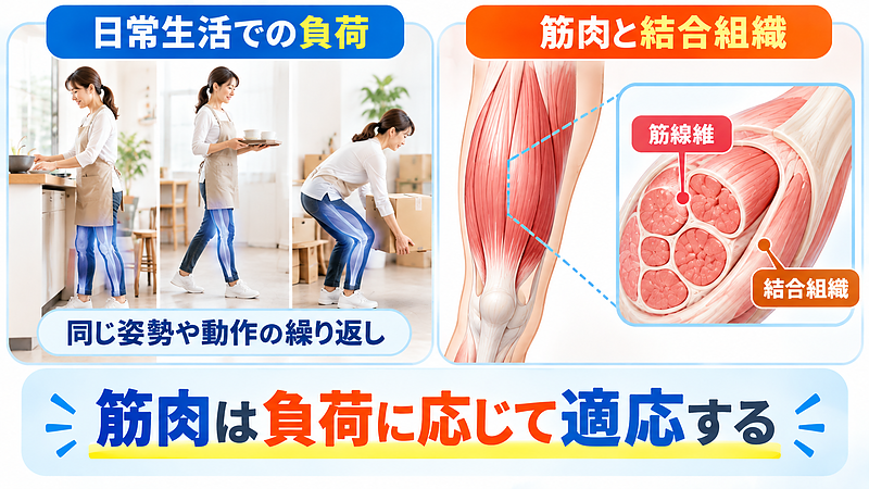 筋肉は筋線維と周囲の結合組織によって構成され、日常生活や運動で受ける負荷に応じて変化します。ただし、その変化が必ず痛みの原因になるわけではありません。