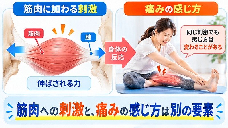 筋肉を伸ばしたときの痛みには、組織に加わる力と、その刺激に対する身体の反応が関係します。同じ刺激でも痛みの感じ方が変わる場合があります。