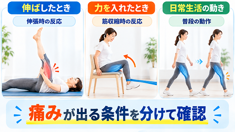 筋肉を伸ばしたとき、力を入れたとき、日常生活で動いたときの反応を確認することで、痛みが出る条件や負荷との関係を整理します。