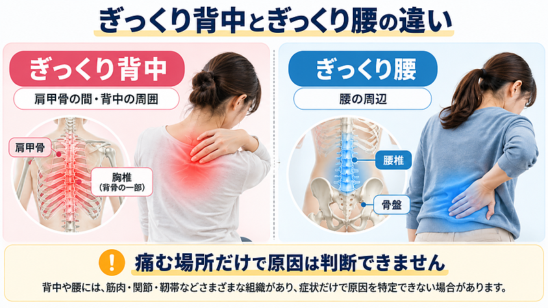 ぎっくり背中とぎっくり腰の痛みが現れる場所を比較した画像。ぎっくり背中は肩甲骨の間や背中、ぎっくり腰は腰周辺に突然痛みが出ることがあり、痛む場所だけで原因を判断することはできません。 ぎっくり背中とぎっくり腰の痛みが現れる場所を比較した画像。ぎっくり背中は肩甲骨の間や背中、ぎっくり腰は腰周辺に突然痛みが出ることがあり、痛む場所だけで原因を判断することはできません。