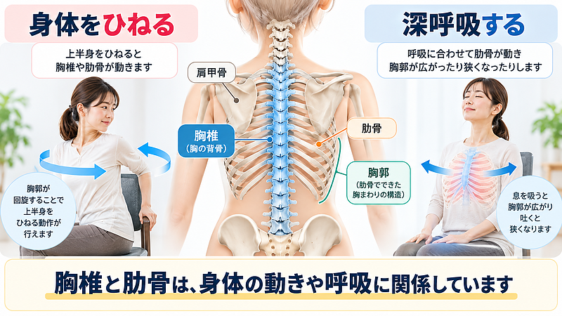 胸椎と肋骨の位置関係、身体をひねる動作や深呼吸による胸郭の動きを示した画像。背中は上半身の動きや呼吸にも関係しており、どのような動作で痛みが変化するのかを確認することが重要です。 胸椎と肋骨の位置関係、身体をひねる動作や深呼吸による胸郭の動きを示した画像。背中は上半身の動きや呼吸にも関係しており、どのような動作で痛みが変化するのかを確認することが重要です。