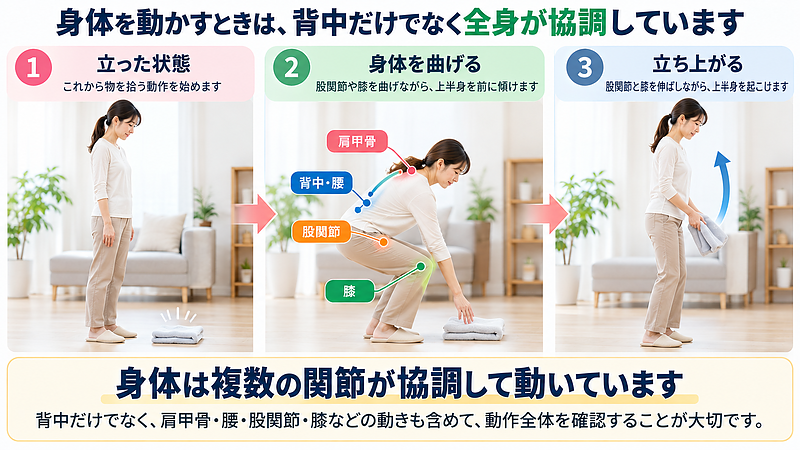 床の物を拾う動作を3段階で示した画像。身体を曲げたり立ち上がったりする際には、背中だけでなく肩甲骨や腰、股関節、膝なども協調して働くため、身体全体の動きを確認することが大切です。 床の物を拾う動作を3段階で示した画像。身体を曲げたり立ち上がったりする際には、背中だけでなく肩甲骨や腰、股関節、膝なども協調して働くため、身体全体の動きを確認することが大切です。