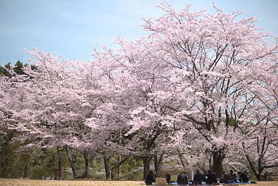 ❀職場のみんなで初のお花見、そして花より団子✿