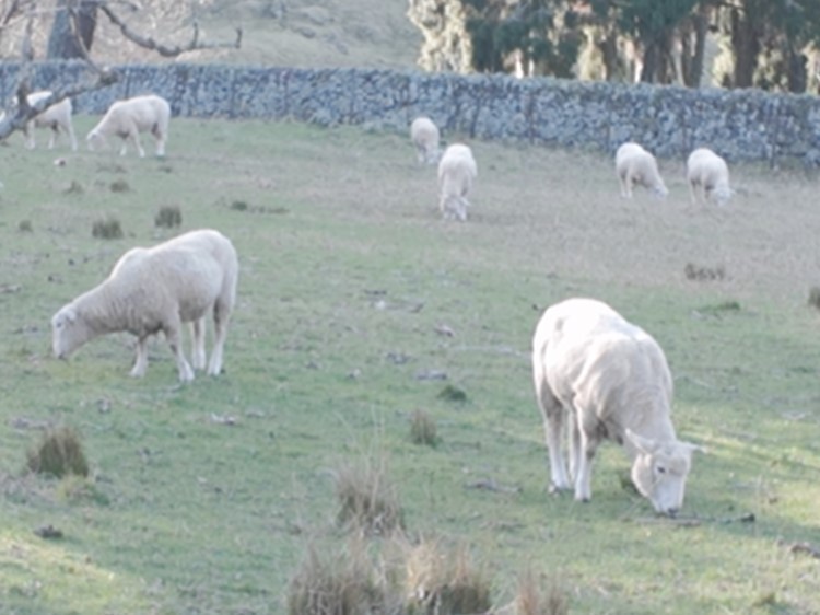 ニュージーランドの羊たち