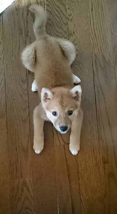 柴犬ポッキー