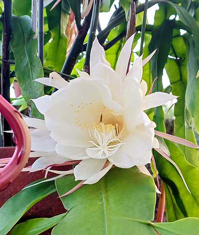 誰も見ていなくても花は咲く ― 月下美人から教わったこと