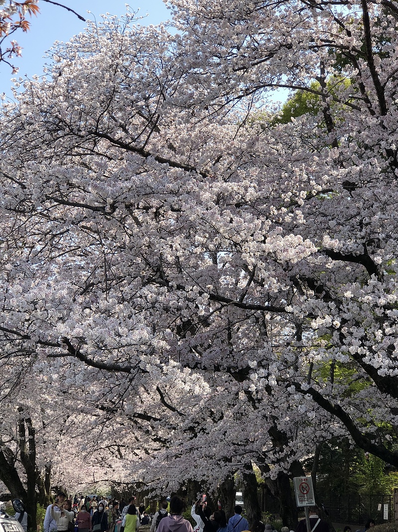 後楽園川沿いの桜