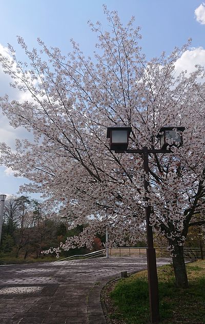 吉備中央町　桜
