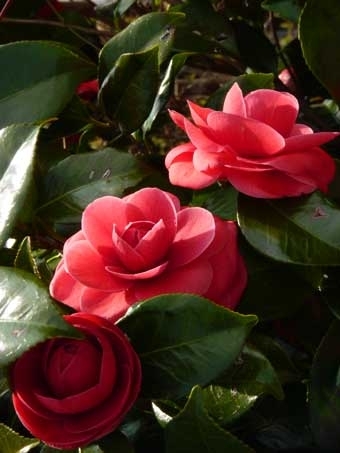 歯を失った後の治療はまずは入れ歯治療をお勧めします