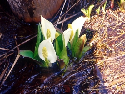 「今の入れ歯は自分の顔や口もとではない」と思われている方は結構多いようです。