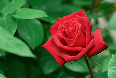 入れ歯の新調について患者さんのご希望は？