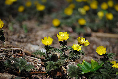 質問「入れ歯は夜寝る時外した方が良いですか？」その2