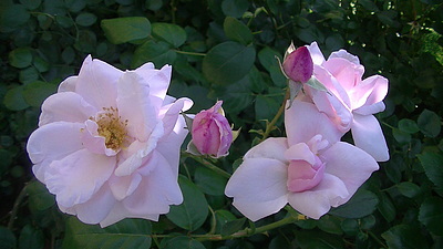 新しい入れ歯を使いこなすためのお願い