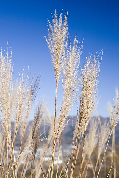 総入れ歯のご使用の方へ（歯ぐきの清掃方法についてのご提案）
