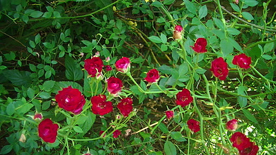 入れ歯は早期治療が大切です