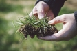 お墓掃除で除草剤を蒔くのはNG？雑草を生やさない方法。