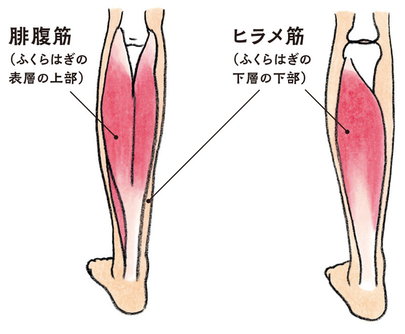 ふくらはぎ