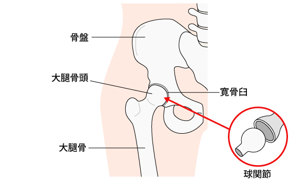 股関節