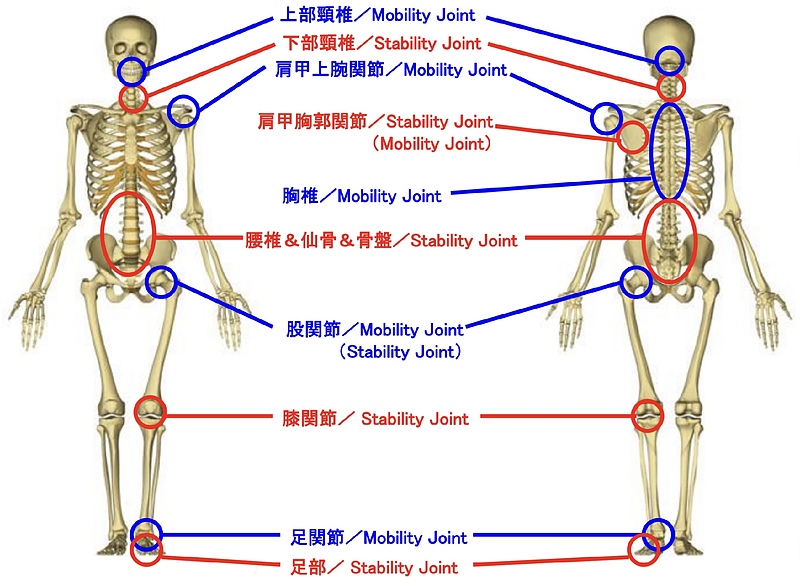 関節構造