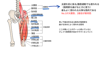 股間節の筋肉
