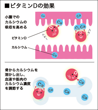 ビタミンDの働き