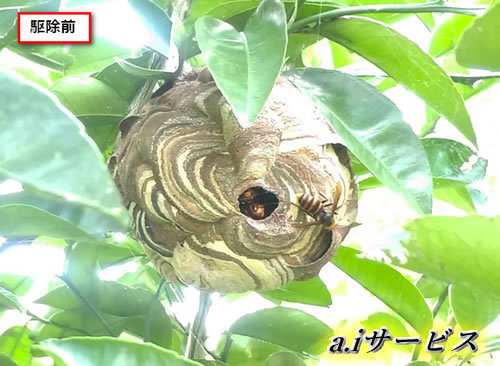 コガタスズメバチ巣駆除植木