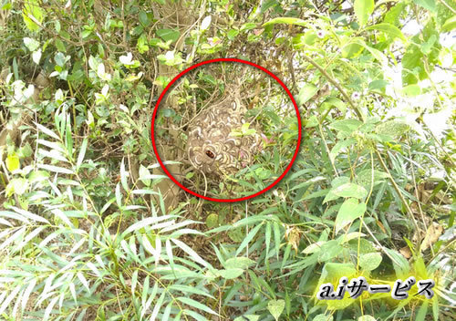 スズメバチ駆除植木