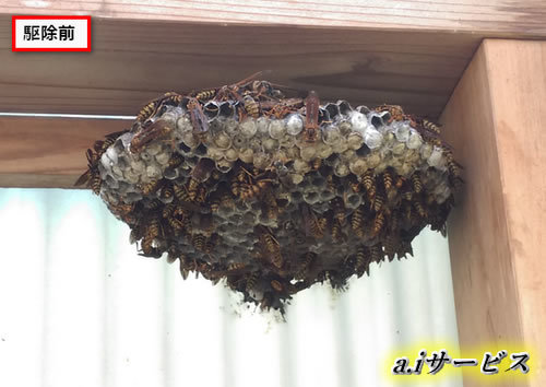 アシナガバチ巣駆除納屋