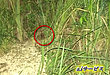 「地面の中に大きな蜂が出入り！」奈良市のオオスズメバチ駆除