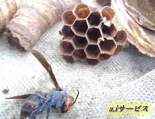 コガタスズメバチ巣女王蜂