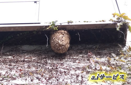 蜂の巣駆除出窓