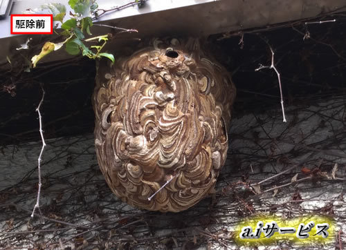 スズメバチ巣出窓
