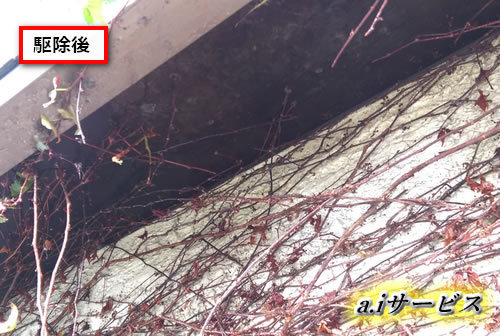 スズメバチ巣完全除去