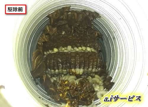 スズメバチ巣ダクト