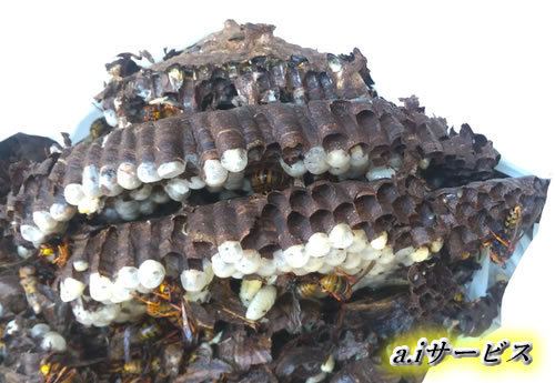 ダクトスズメバチ巣