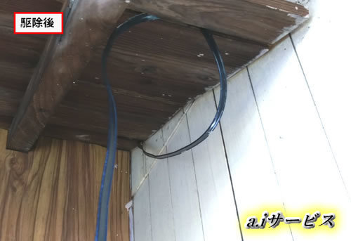 蜂の巣完全撤去