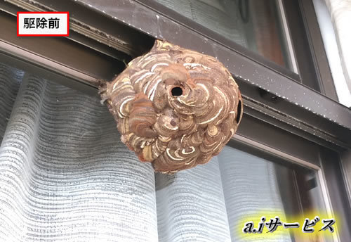 窓スズメバチの巣