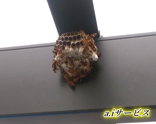 アシナガバチカーポート アシナガバチカーポート